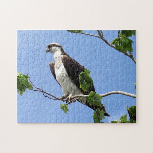 Osprey in Tree - Raptor - Bird Puzzle (Horizontal)