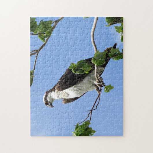 Osprey in Tree - Raptor - Bird Puzzle (Vertikal)