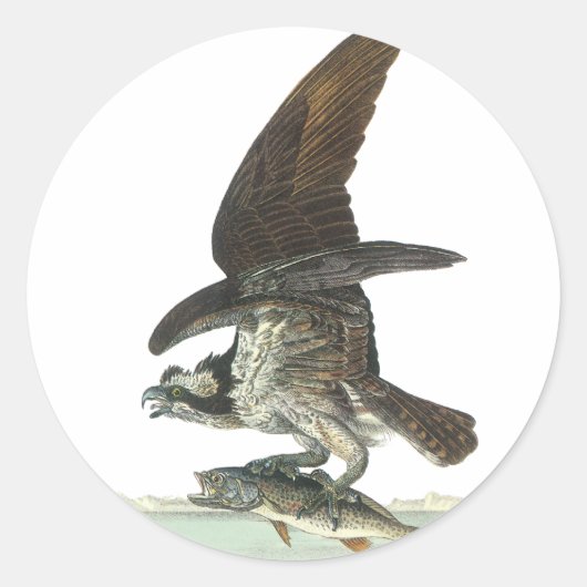Osprey, John Audubon Runder Aufkleber (Vorderseite)