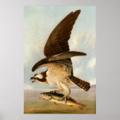 Osprey - John James Audubon Fine Art Poster (Vorne)