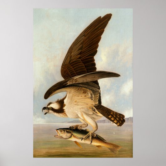 Osprey - John James Audubon Fine Art Poster (Vorne)