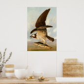 Osprey - John James Audubon Fine Art Poster (Küche)