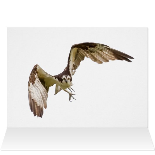 Osprey kommt auf dich zu (Innenansicht Horizontal (Oben))