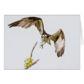 Osprey kommt auf dich zu (Vorderseite (Horizontal))