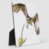 Osprey kommt auf dich zu fotoplatte (Seite)