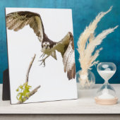 Osprey kommt auf dich zu fotoplatte (Seite)