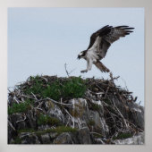Osprey Landing Poster (Vorne)