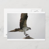 Osprey Landing Postkarte (Vorne/Hinten)