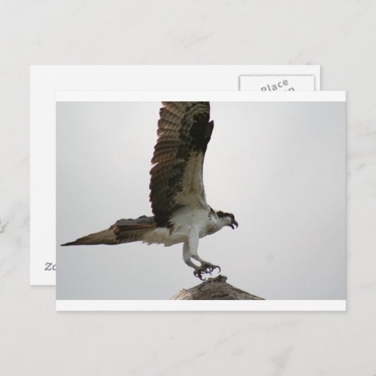 Osprey Landing Postkarte (Vorne/Hinten)