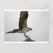 Osprey Landing Postkarte (Vorderseite)