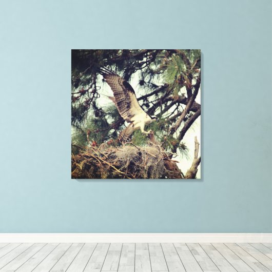 Osprey Landing Stretched Canvas Print Leinwanddruck (Insitu (Holzboden))