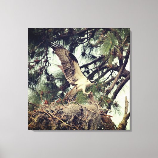 Osprey Landing Stretched Canvas Print Leinwanddruck (Vorderseite)