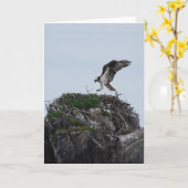 Osprey-Landungs-Gruß-Karten Karte (Gelbe Blume)