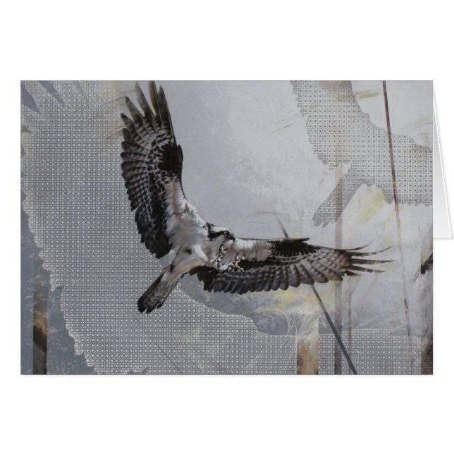 Osprey-leere Karte durch Andrew Denman (Vorderseite (Horizontal))