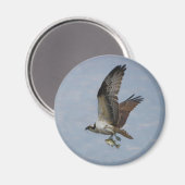 Osprey Magnet (Vorderseite/Rückseite)