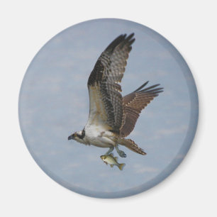 Osprey Magnet