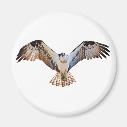 Osprey Magnet (Vorne)