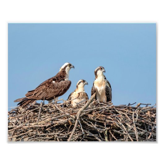 Osprey Mama mit ihren Kindern Fotodruck (Vorne)