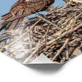 Osprey Mama mit ihren Kindern Fotodruck (Ecke)
