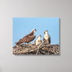 Osprey Mama mit ihren Kindern Leinwanddruck
