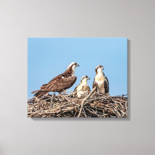Osprey Mama mit ihren Kindern Leinwanddruck (Vorderseite)