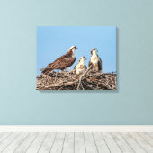 Osprey Mama mit ihren Kindern Leinwanddruck (Insitu (Holzboden))
