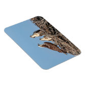 Osprey Mama mit ihren Kindern Magnet (Rechte Seite)