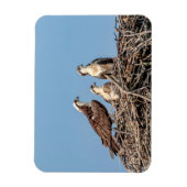 Osprey Mama mit ihren Kindern Magnet (Vertikal)