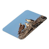 Osprey Mama mit ihren Kindern Magnet (Linke Seite)