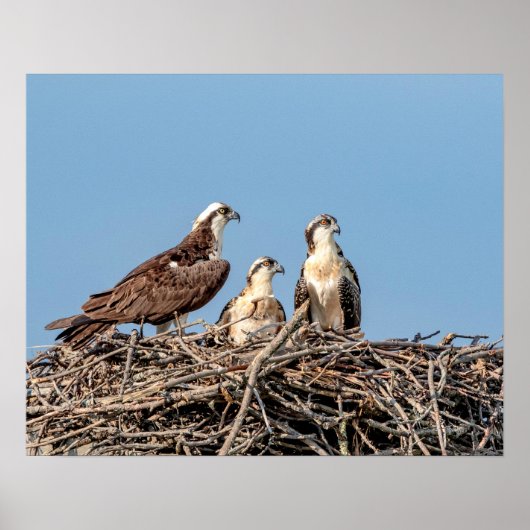 Osprey Mama mit ihren Kindern Poster (Vorne)