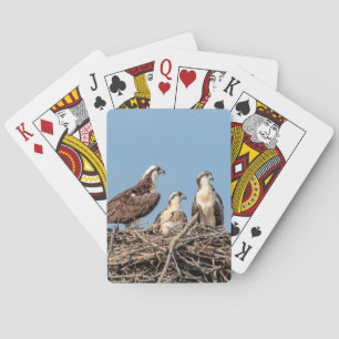 Osprey Mama mit ihren Kindern Spielkarten