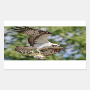 Osprey mit einem großen Mundbaß Rechteckiger Aufkleber