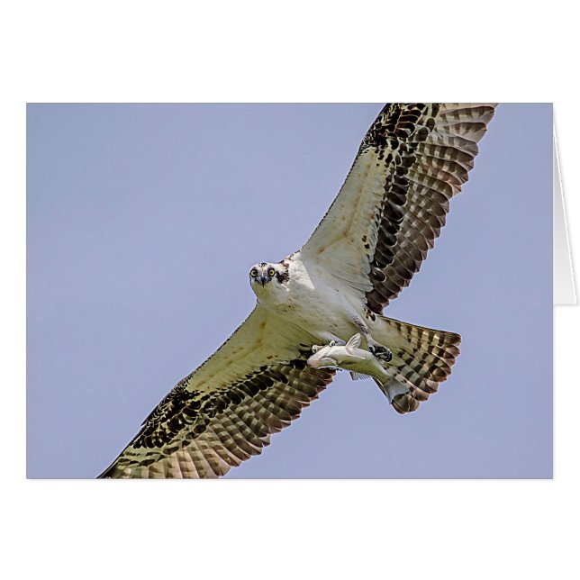 Osprey mit Fisch (Vorderseite (Horizontal))