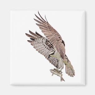 Osprey mit Fisch Magnet