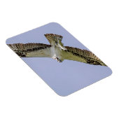 Osprey mit Fisch Magnet (Rechte Seite)