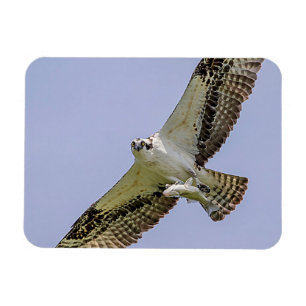 Osprey mit Fisch Magnet