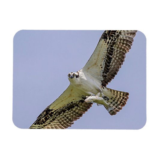 Osprey mit Fisch Magnet (Horizontal)