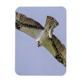Osprey mit Fisch Magnet (Vertikal)
