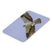 Osprey mit Fisch Magnet (Linke Seite)