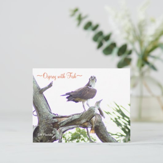 Osprey mit Fisch Postcard Postkarte (Stehend Vorderseite)