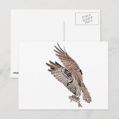 Osprey mit Fisch Postkarte (Vorne/Hinten)