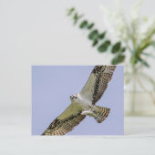 Osprey mit Fisch Postkarte (Stehend Vorderseite)