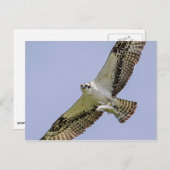 Osprey mit Fisch Postkarte (Vorne/Hinten)