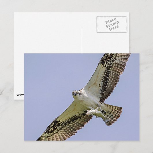 Osprey mit Fisch Postkarte (Vorne/Hinten)