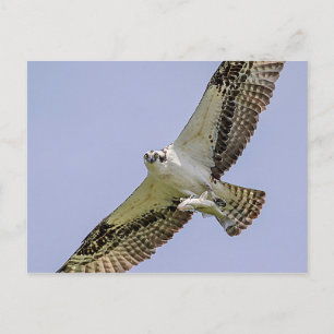 Osprey mit Fisch Postkarte