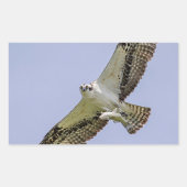 Osprey mit Fisch Rechteckiger Aufkleber (Vorderseite)