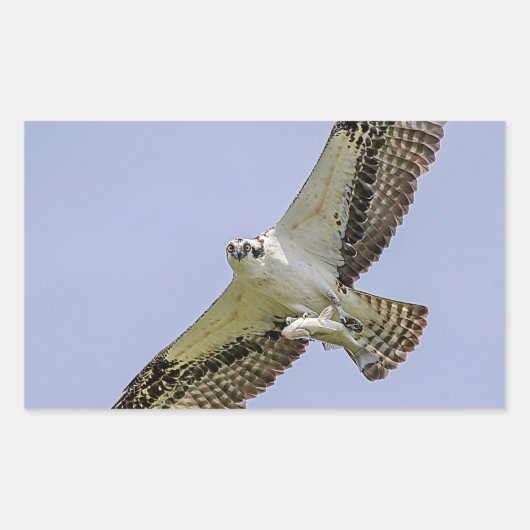 Osprey mit Fisch Rechteckiger Aufkleber (Vorderseite)