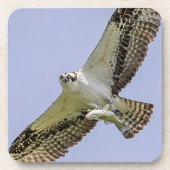 Osprey mit Fisch Untersetzer (Vorderseite)