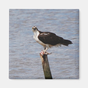 Osprey mit Fischmagneten Magnet