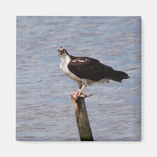 Osprey mit Fish-Magnet Magnet (Vorne)